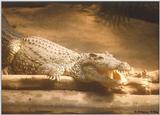 Crocodile smile!