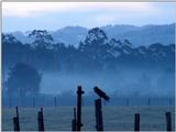 raven on a cold morning