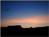 crow in sunrise