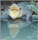 Cuban Crocodile - Crocodylus rhombifer