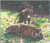 Sumatran Tiger Cubs #2