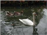 Cygne - Fotorustic