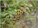 Dragonflies c