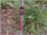 Dragonflies d