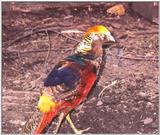 Golden Pheasant