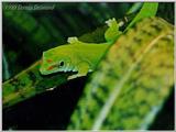 Day Gecko - Phelsuma