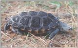 Northern Diamondback Terrapin (Malaclemys terrapin terrapin) #1