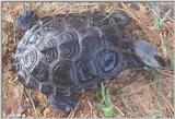 Northern Diamondback Terrapin (Malaclemys terrapin terrapin) #2