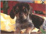 Need ID please - dcal000515.jpg