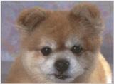Need ID please - dcal000904.jpg