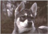 Need ID please - dcal000923.jpg