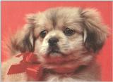 Holiday puppies - dcal001222-fluffybow-800.jpg