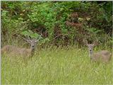 Deer