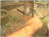 zebra dove  defending nest