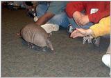 Toledo Zoo pics - Armadillo