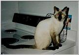 Impy, the Siamese Kitty Diva (1/2)