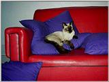 Impy, the Siamese Kitty Diva (2/2)