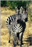 Re: Zebra pics