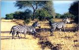 Re: Zebra pics
