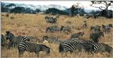 Re: Zebra pics