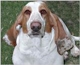 Open Three Photos My Cool Dog