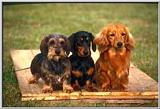 Misc Dogs 2 of 3