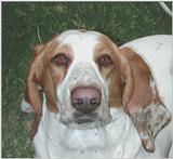 Open Three Photos My Cool Dog