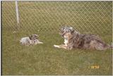 My Dogs - dogs003.jpg