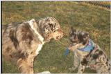 My Dogs - dogs004.jpg