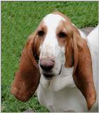 Open Three Photos My Cool Dog