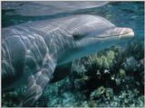 Re: Whales and dolphins