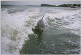 Re:Dolphin Pictures