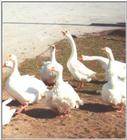 Domestic Geese
