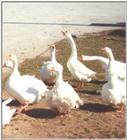 Domestic Geese