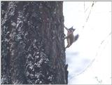 Doug2 (Douglas Squirrel)
