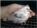 Young Ring Neck Dove