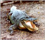 fNP - Nile Crocodile