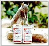 Re: squirrel                  humor........(too much sex)