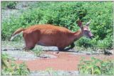 White-tailed Deer - Repost 4