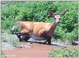 White-tailed Deer - Repost 5