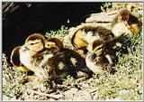 Duckling Picture - #1