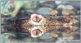 Cuvier's Dwarf Caiman