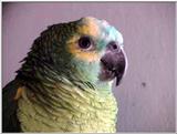 Blue-Fronted Amazon (amazona aestiva