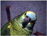 Blue-Fronted Amazon (amazona aestiva)