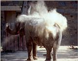 Elephant Dirt Bath #1
