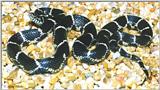 Eastern Kingsnake (Lampropeltis getulus getulus)