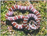 Eastern Milk Snake (Lampropeltis triangulum triangulum) #1