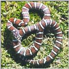 Eastern Milk Snake (Lampropeltis triangulum triangulum) #2