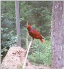 Eclectus Parrot at Kansas City Zoo
