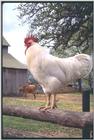 White Leghorn Rooster